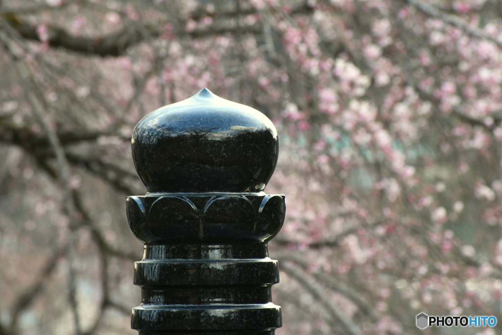 宏善寺の枝垂れ桜②