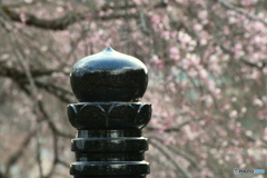 宏善寺の枝垂れ桜②