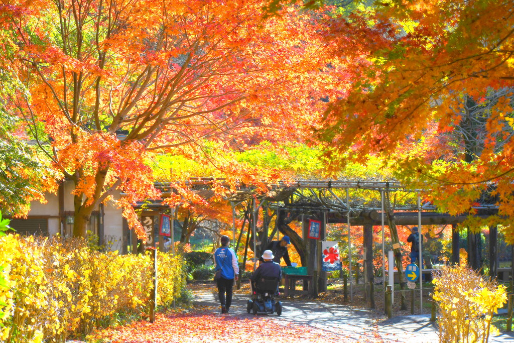 薬師池公園の紅葉