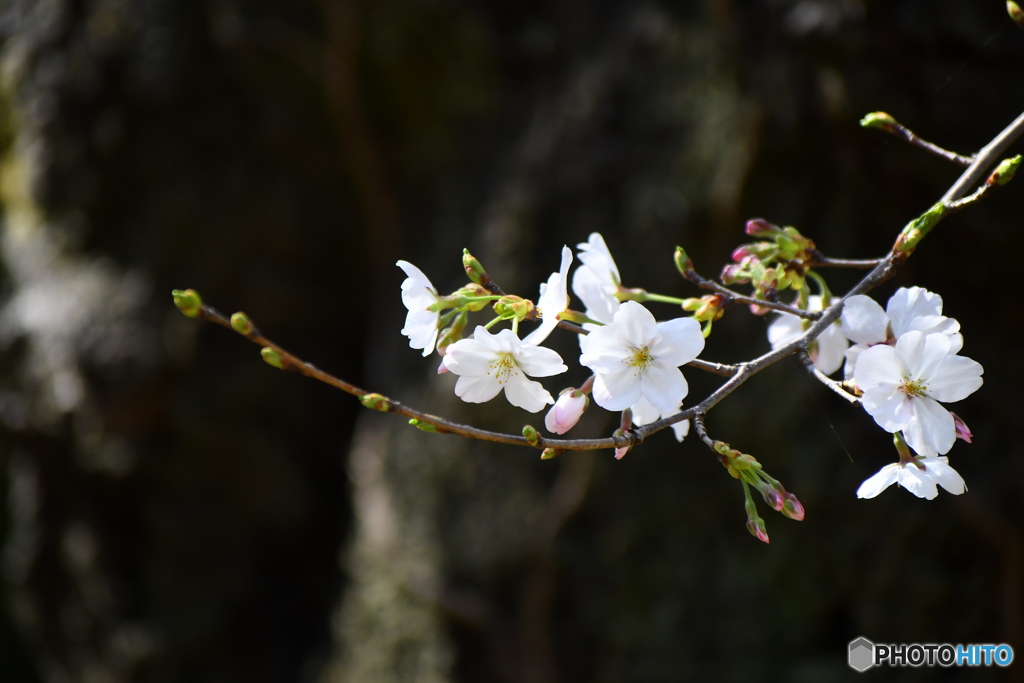 新宿御苑で、染井吉野が咲いていました。