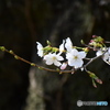 新宿御苑で、染井吉野が咲いていました。