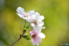 薬師池公園の十月桜