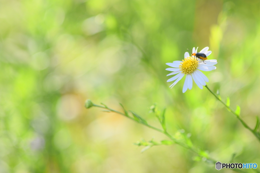小さなお花と 小さな虫さん