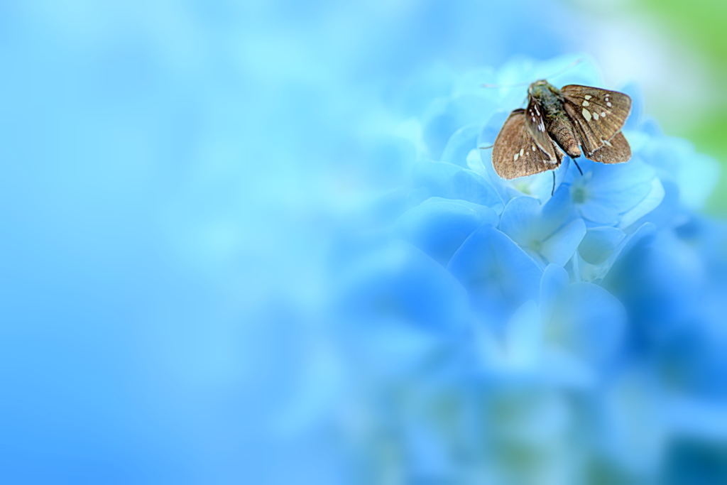 紫陽花とセセリチョウ