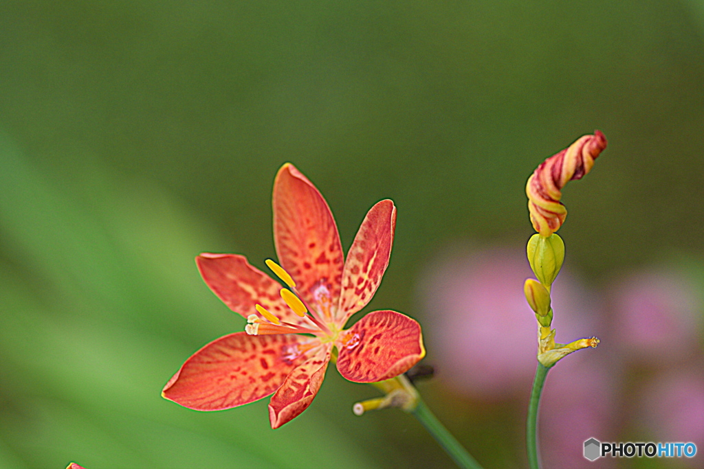 このクルクルが好き(*^-^*)