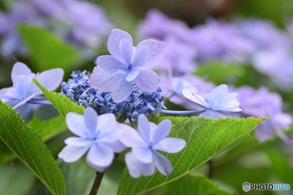 まだ紫陽花＾＾