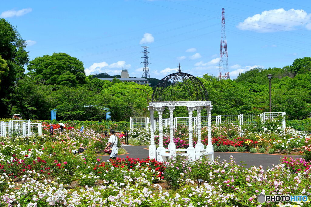 野津田公園　バラ園