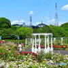 野津田公園　バラ園