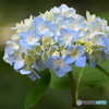 薬師池公園の紫陽花
