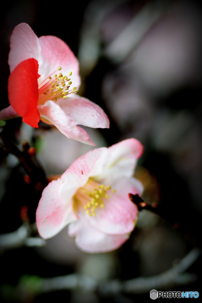 ボケの花