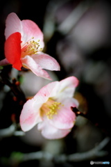 ボケの花