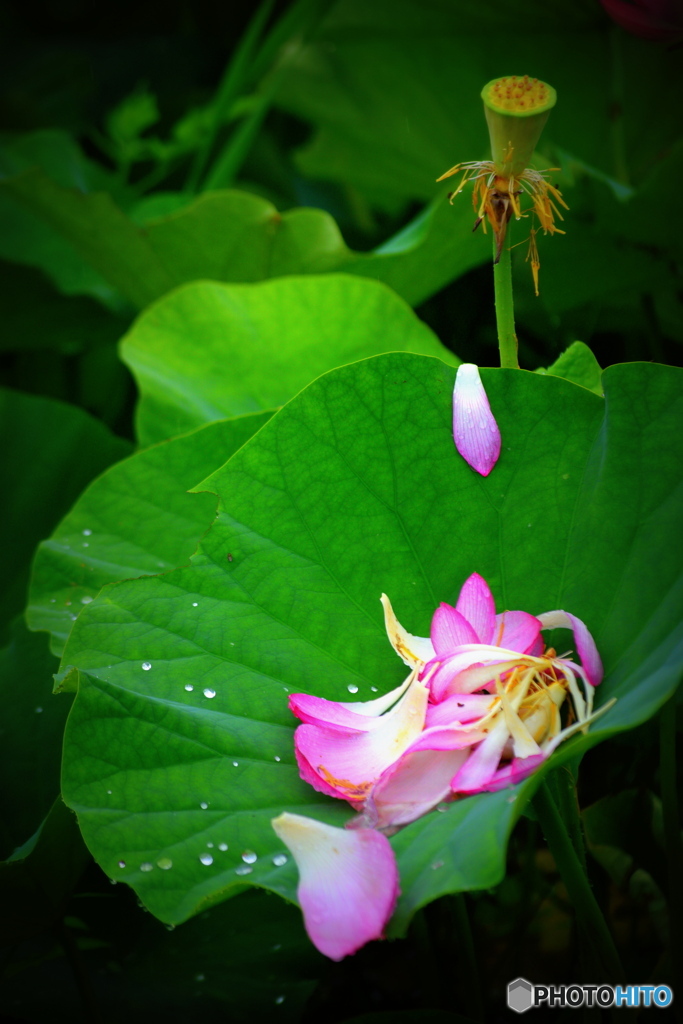 昨日の姿は 夢か幻か？