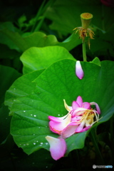 昨日の姿は 夢か幻か？