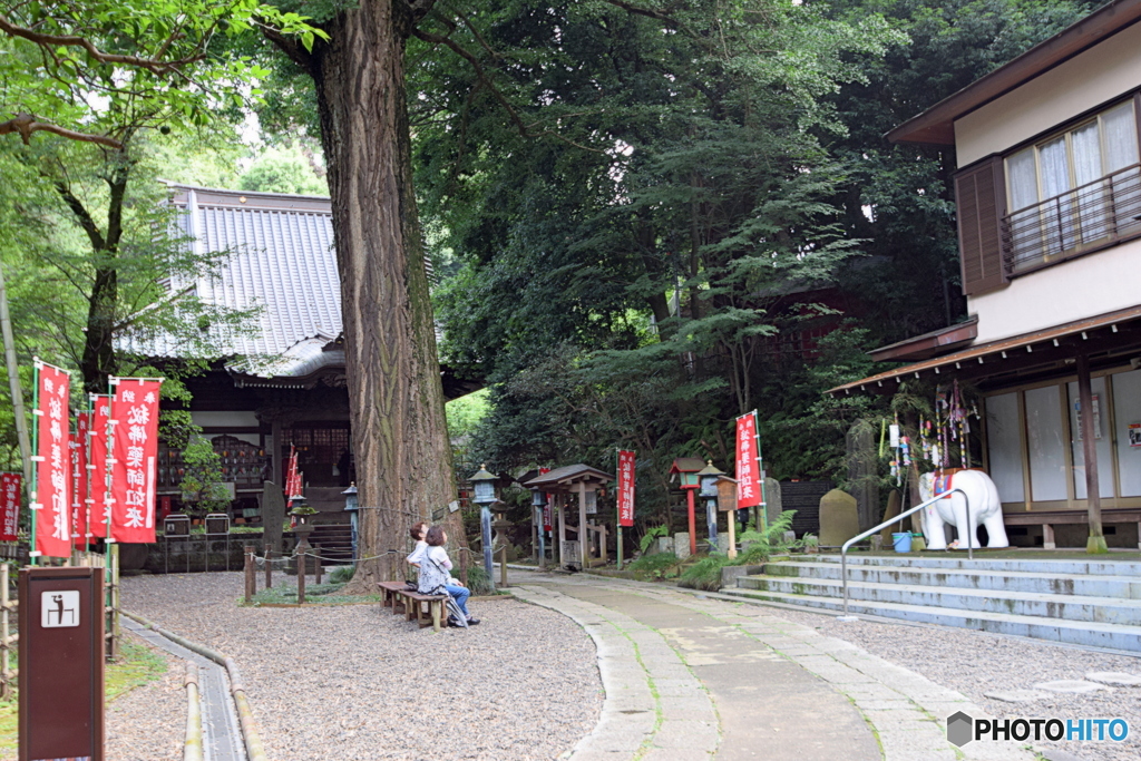 薬師池公園のお散歩（大イチョウ）