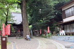 薬師池公園のお散歩（大イチョウ）