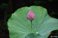 蓮