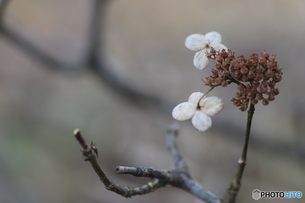 1月の紫陽花