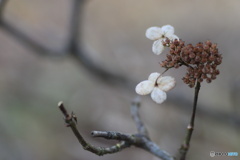 1月の紫陽花