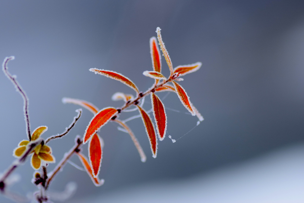 雪景色の中で