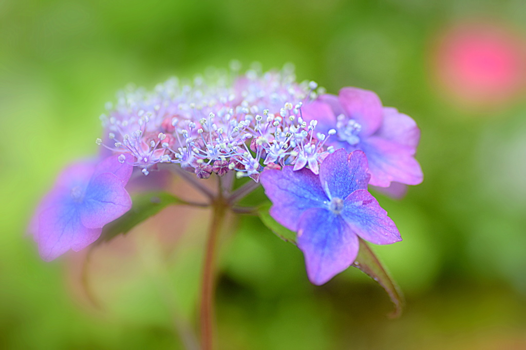 ピンクとブルーの紫陽花 ②