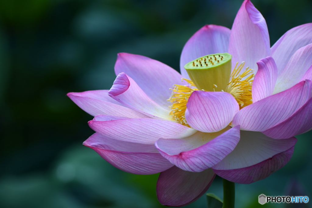 素敵な 蓮のお花