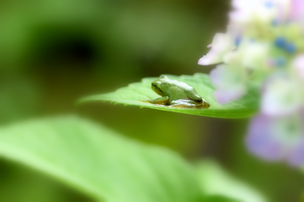 カエルさんと紫陽花