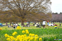 昭和記念公園③