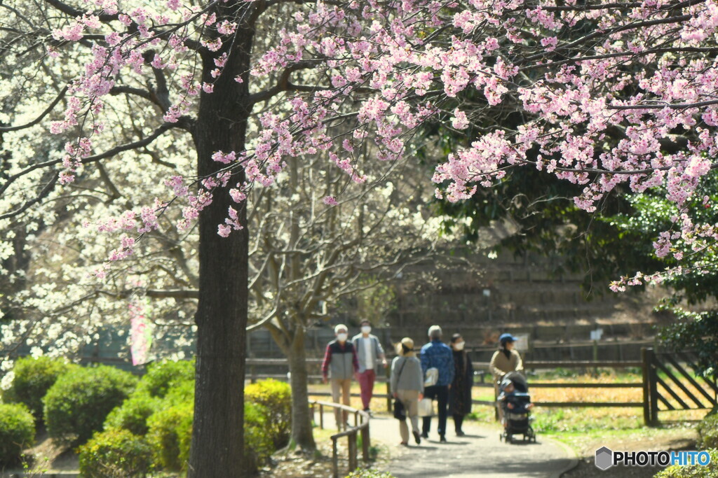 桜と白モクレンの咲く散歩道