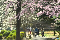 桜と白モクレンの咲く散歩道