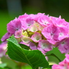 紫陽花