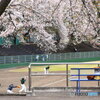 桜の下で