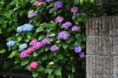 近所の紫陽花