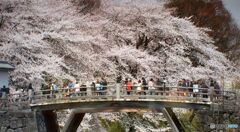 山形市・霞城公園の桜