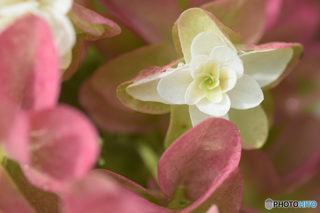 私は誰でしょう？