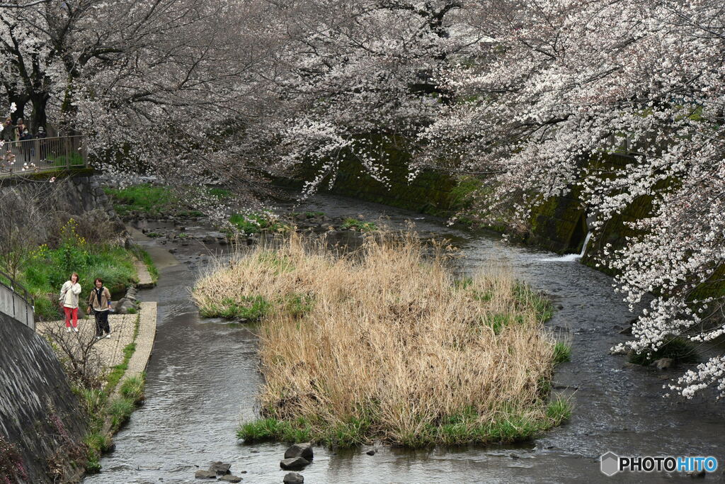 恩田川の桜①