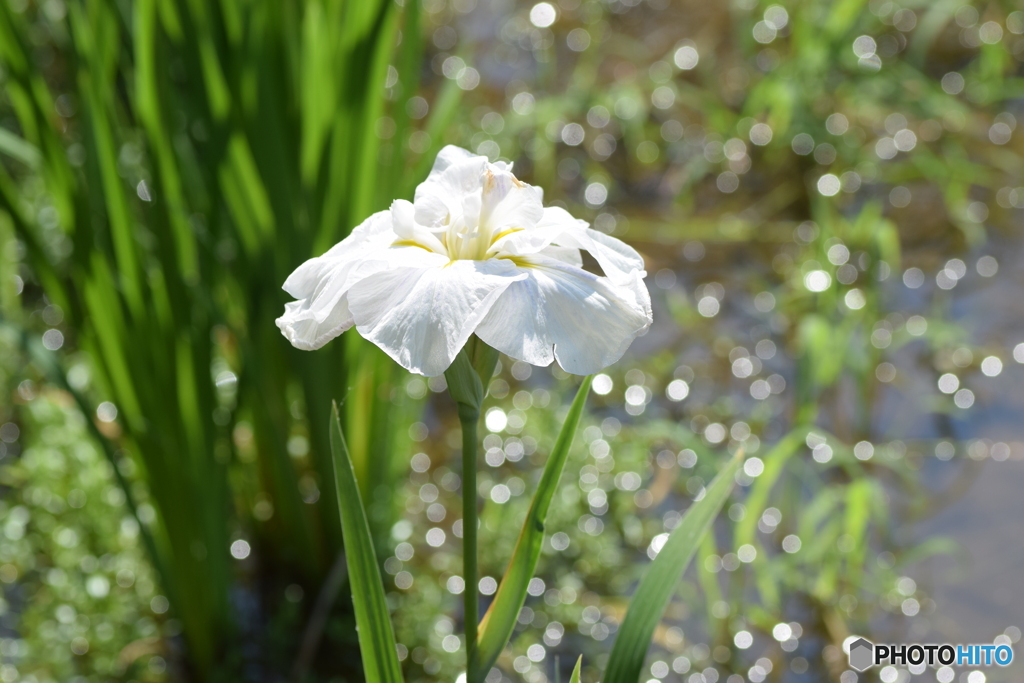 花菖蒲①