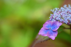 ピンクとブルーの紫陽花  ①
