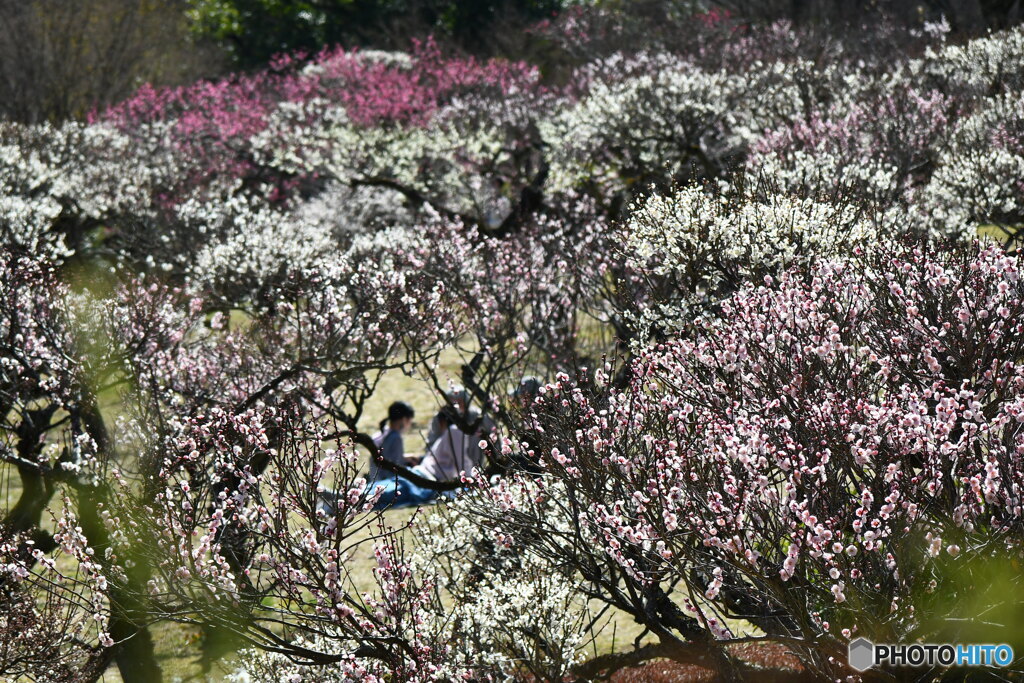 梅のお花の下で
