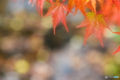 心字池の紅葉