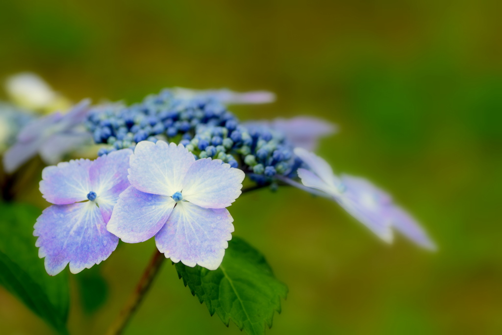 ブルーの紫陽花