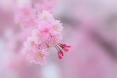 枝垂桜