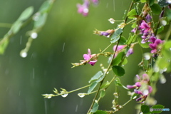 雨の日です②