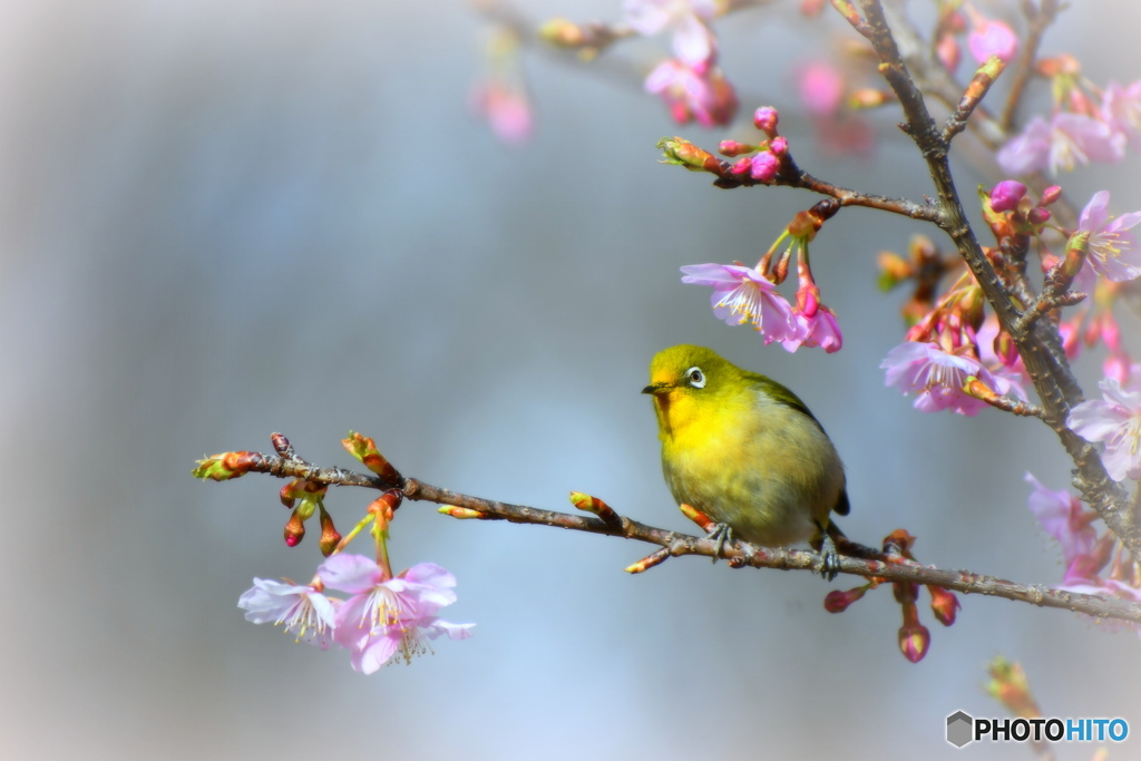 河津桜とメジロちゃん