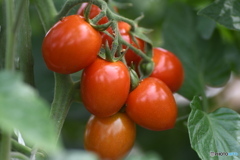 農業体験農園のミニトマト