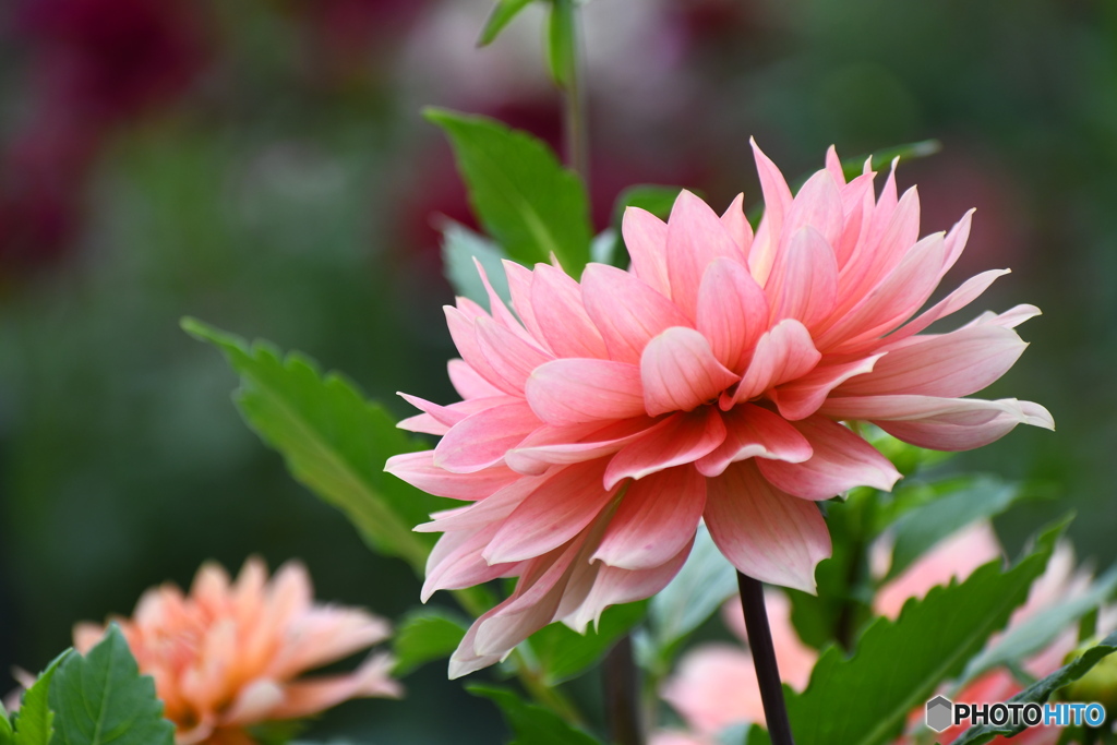 世界で一つだけの花