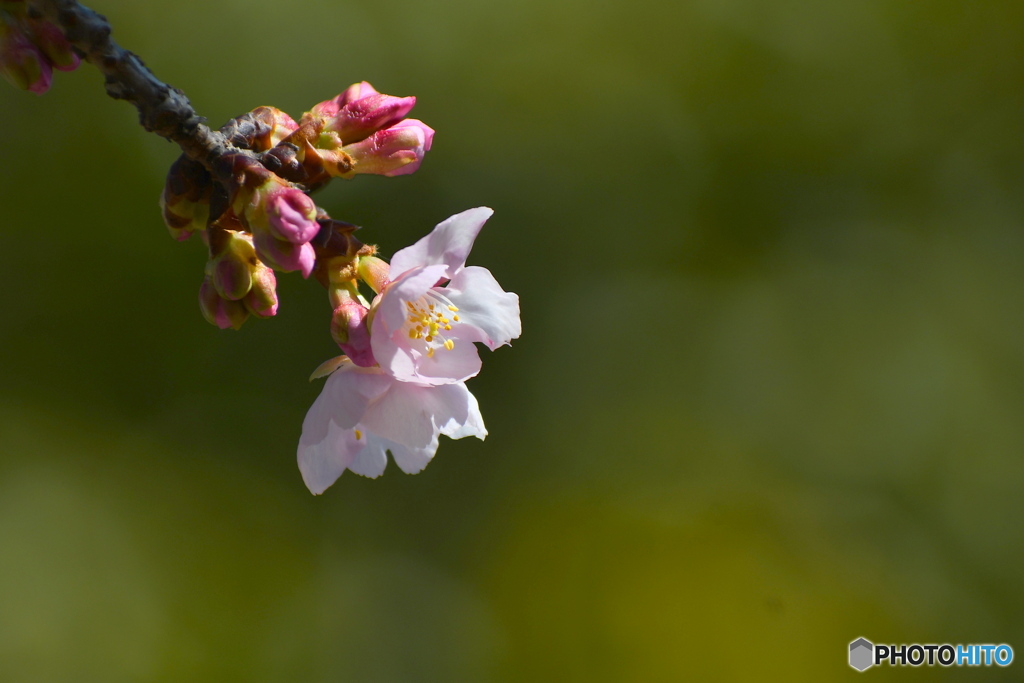 やっと咲きました 熱海寒桜