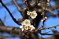菅原神社の梅