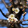 菅原神社の梅