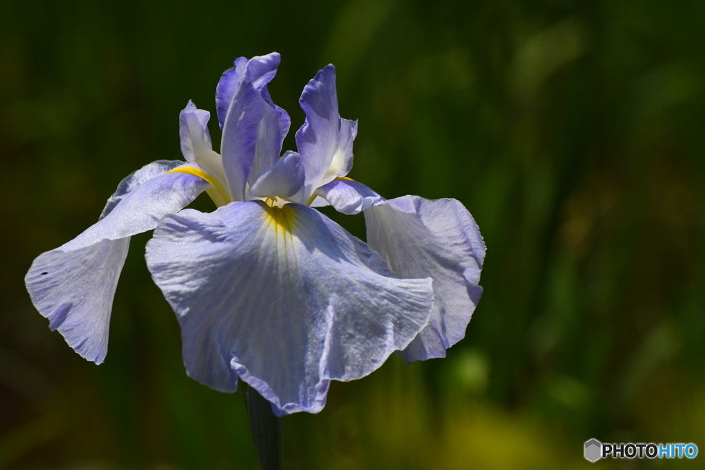 薬師池公園の花菖蒲