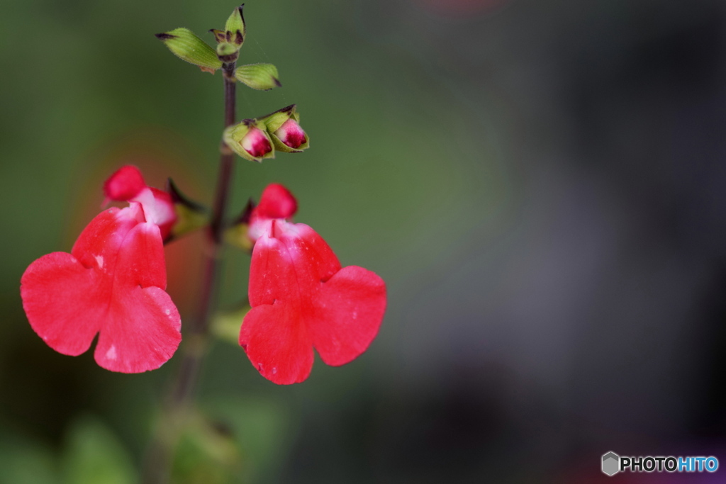 赤い靴を履いたダンサー